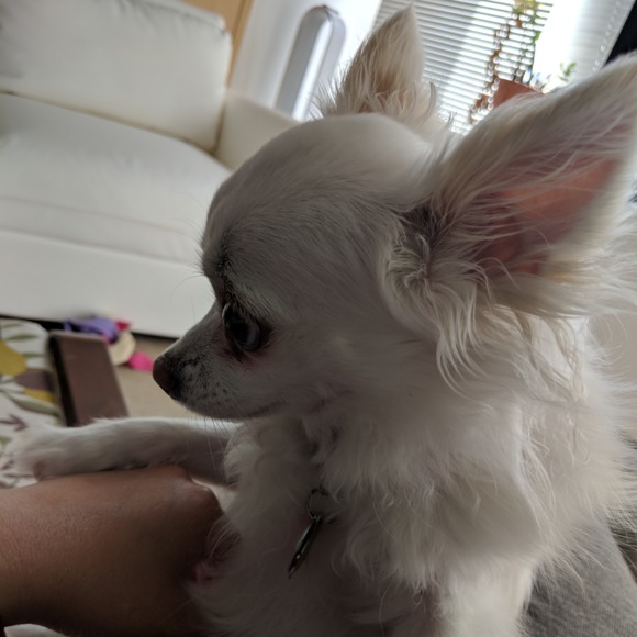 Meet your Posher, Alice - Picture 1 of 2